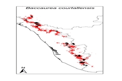 Baccaurea courtallensis